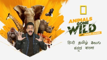 Animals Gone Wild With Jaaved Jaaferi Google Drive Download