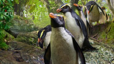 Our Planet (2019) Google Drive Download